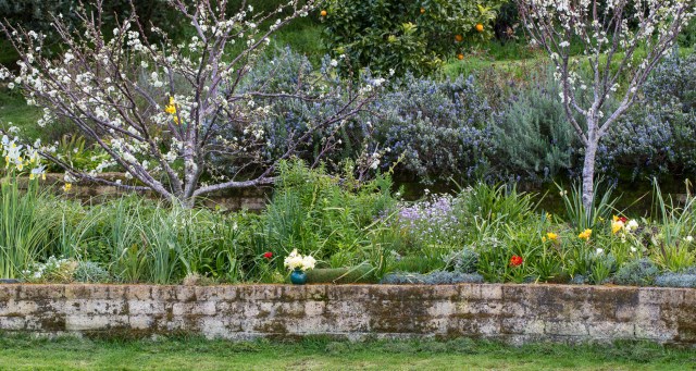 spring garden blossom and bulbs