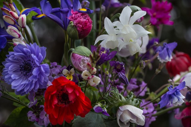 anemones narcissus Thalia Columbine and poppies