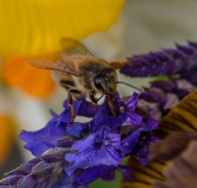 bee on sidonie lavender