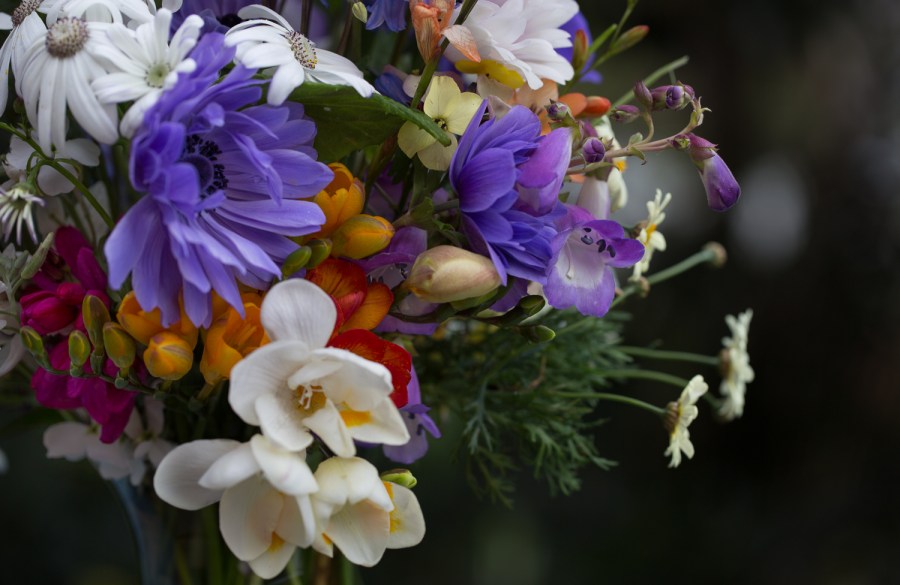 cut flowers freesias and anemone