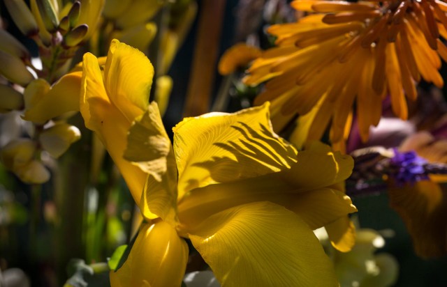 dutch iris cut flowers