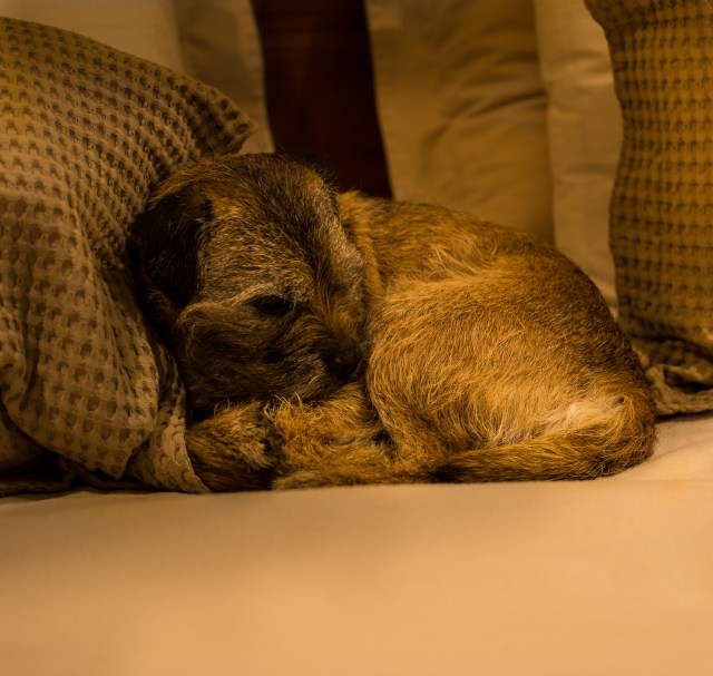 sleeping dog on bed - camoflage