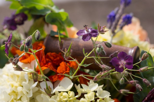 geranium phaeum cut flowers