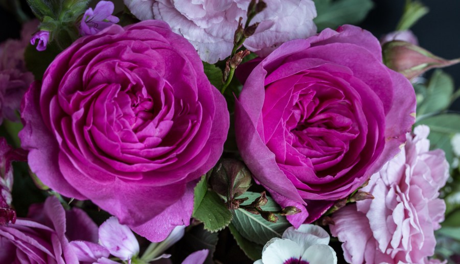 Gertrude Jeykll roses and Strawberry Hill Rose