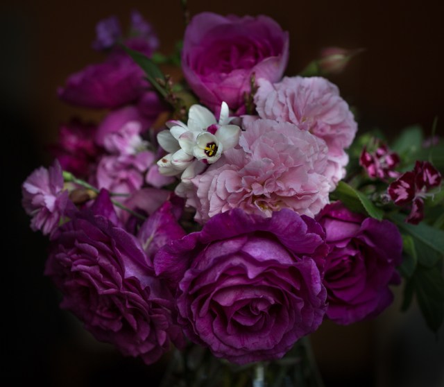 pink English roses cut flowers