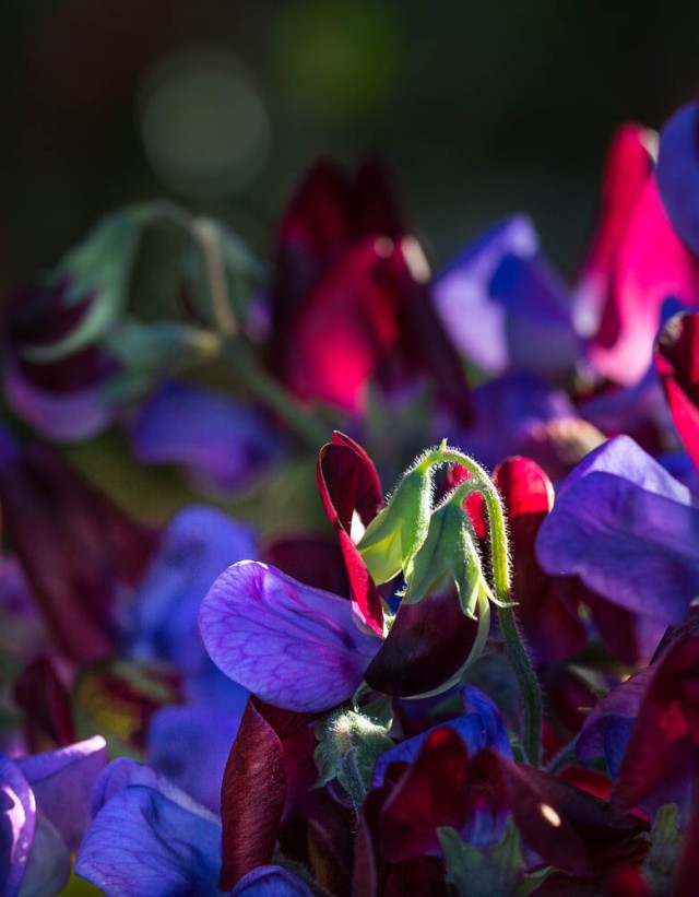 sweet pea flower close up macro