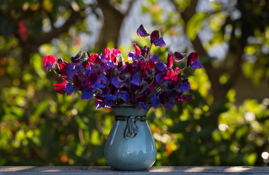 sweetpeas shining in the sun