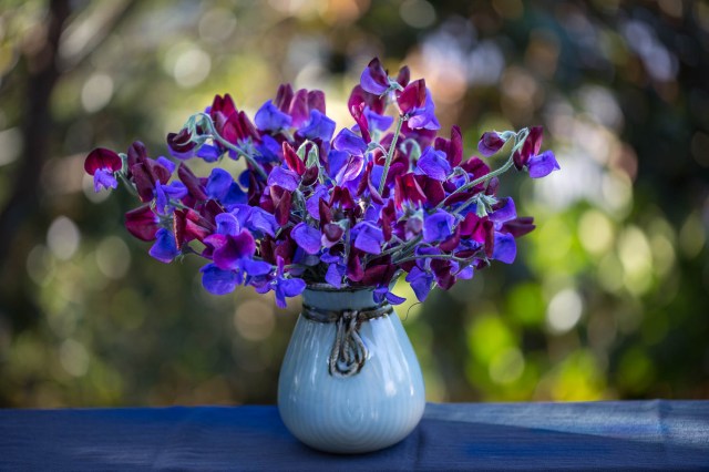 vase of sweet peas