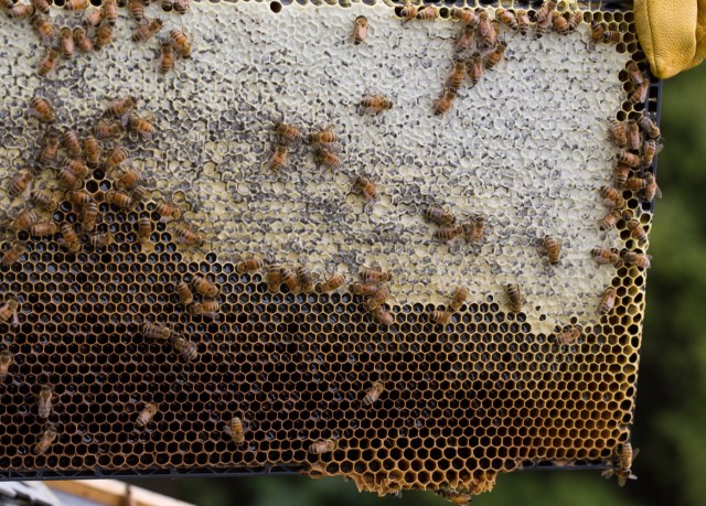 bee frame with honey and nectar