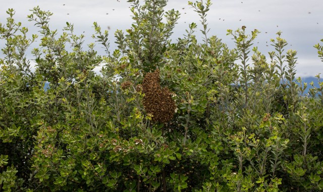 bee swarm in tree