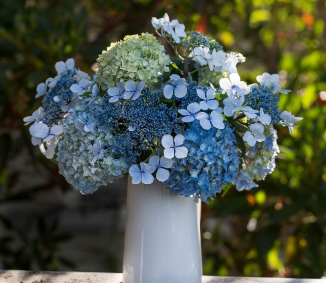 blue hydrangeas in a white jug