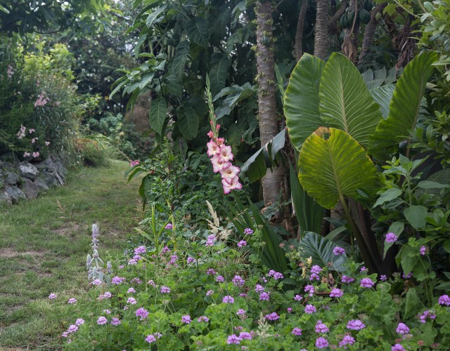 gladiola in garden with mountain papaya