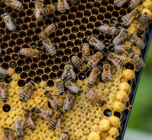 honey bee drone brood