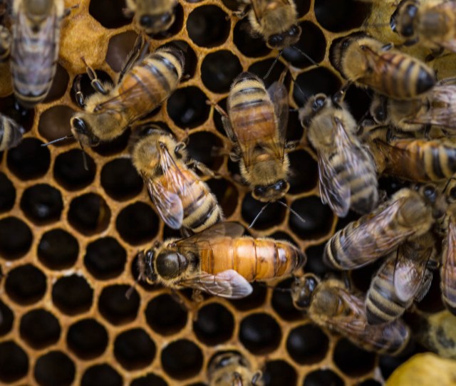 honey bee italian queen Beresford 3