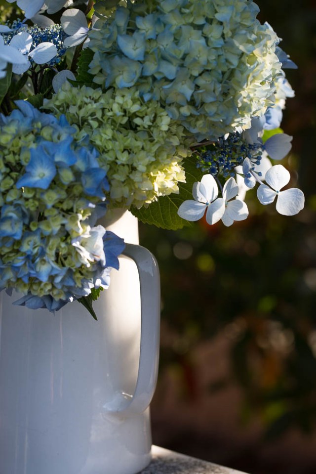 hydrangea flowers in jug