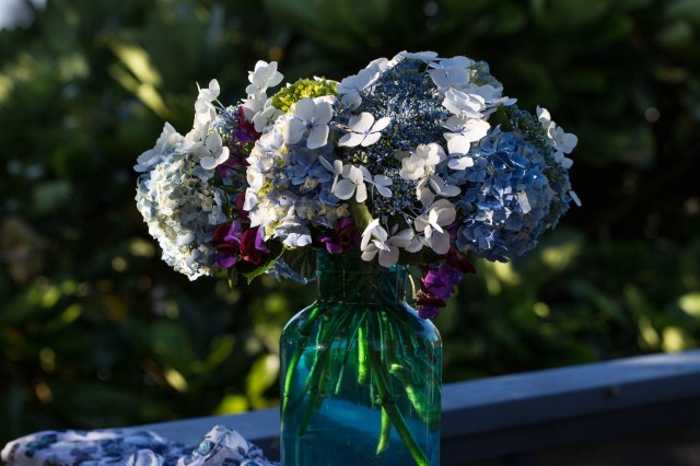 hydrangeas blue wave and macrophylla