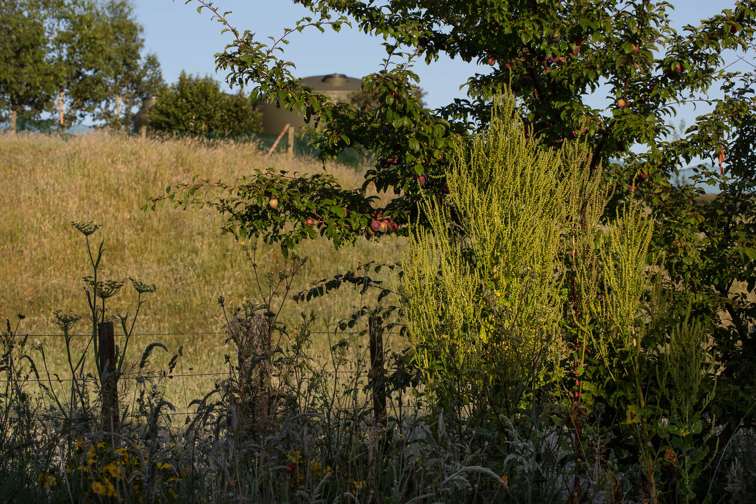 chard going to seed with plum tree