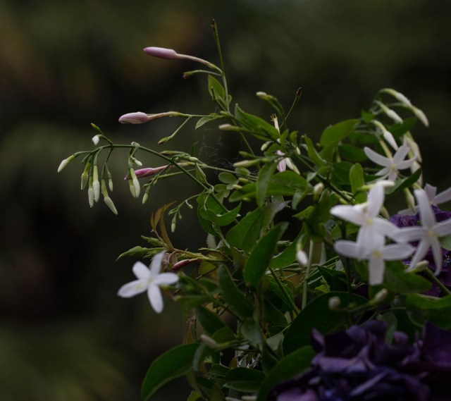 jasmine and tracelospermum
