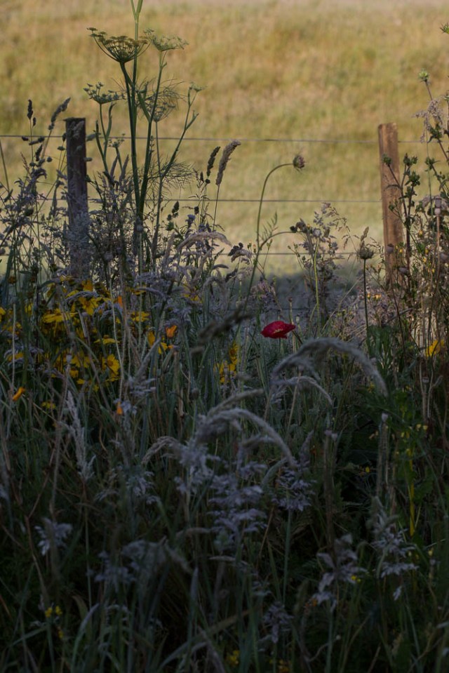 poppies and grasses