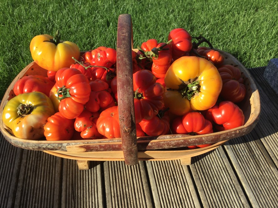 Organically grown tomatoes in trug
