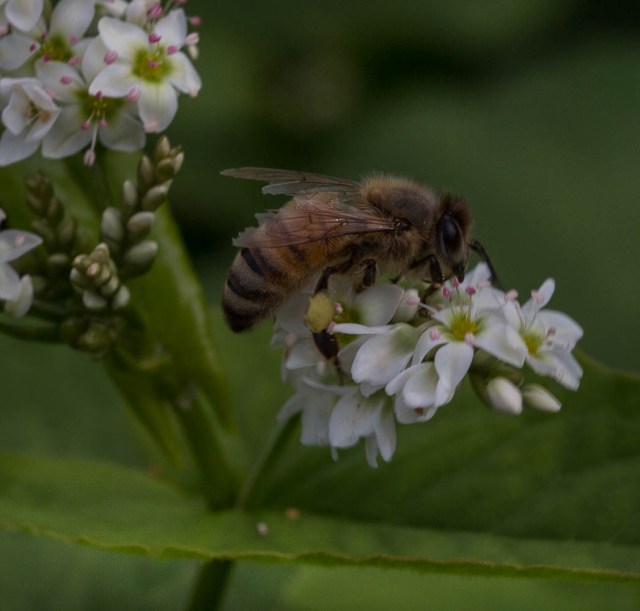 bee with pollen on buckwheat flowers
