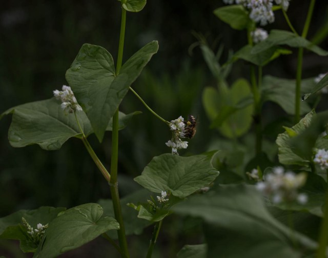 buckwheat and bee