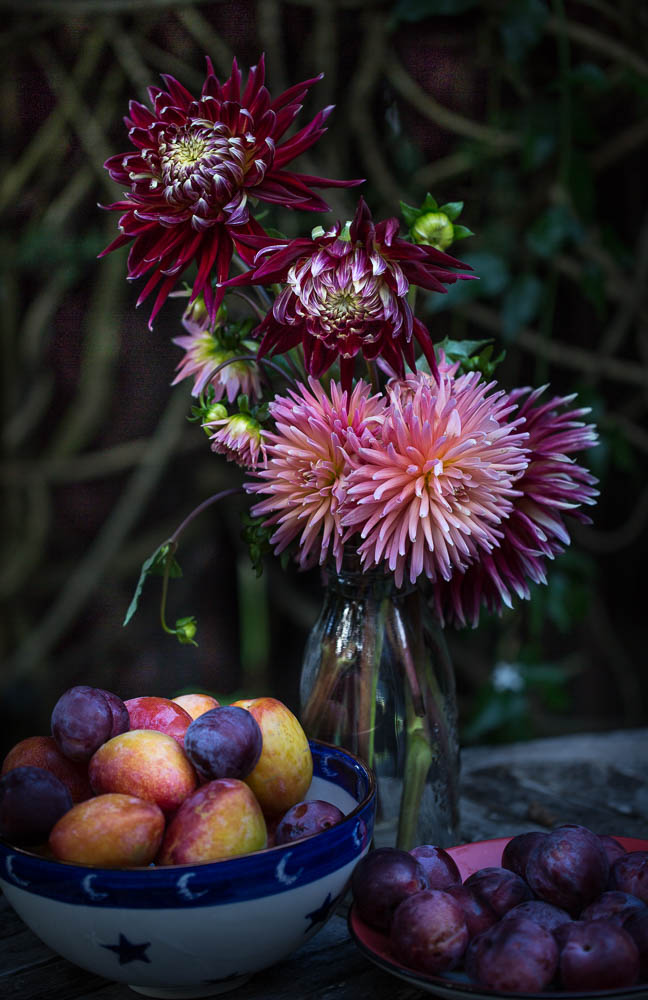 Dahlia flower and fruit