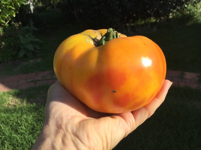 Big orange tomato saved seed organically grown
