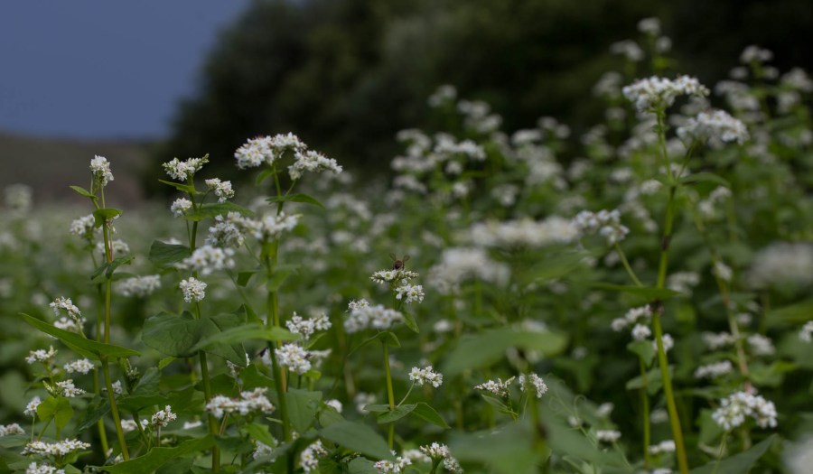 field of buckwheat flowers with bees