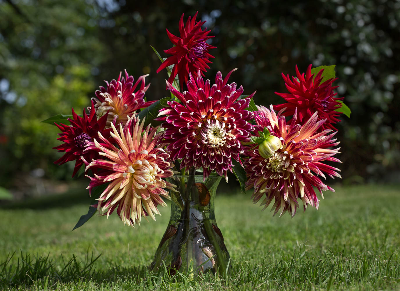 Red Dahlias in a vase