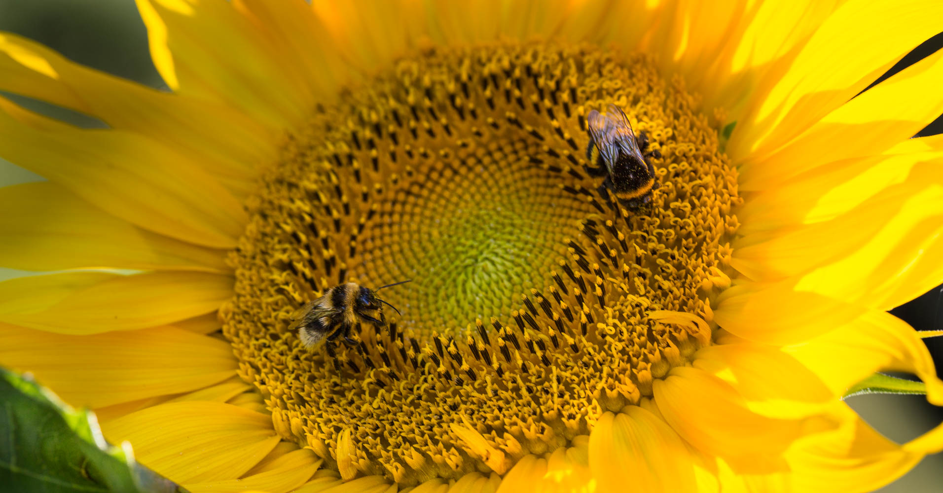 sunflower and bumblebees
