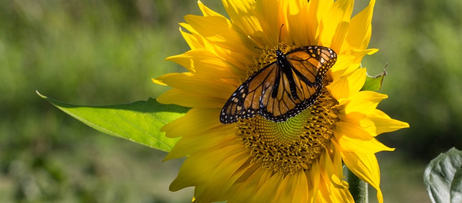 sunflower and monarch butterfly