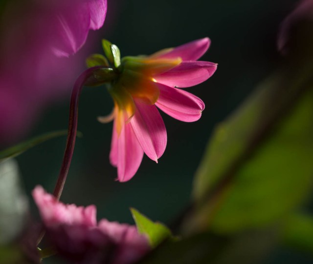pink dahlia single flower