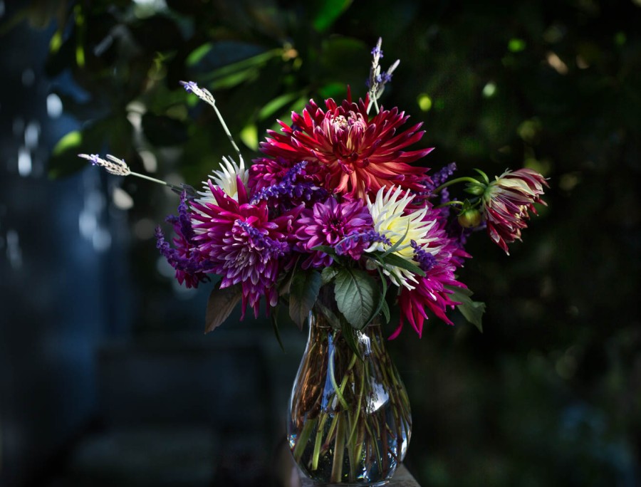 vase of red and pink dahlias