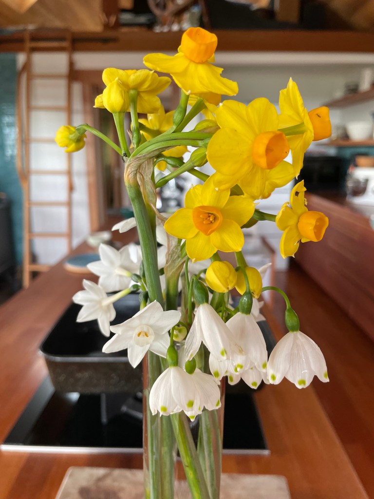 Narcissus Soleil d'or, paper whites, and snowflakes in a beaker