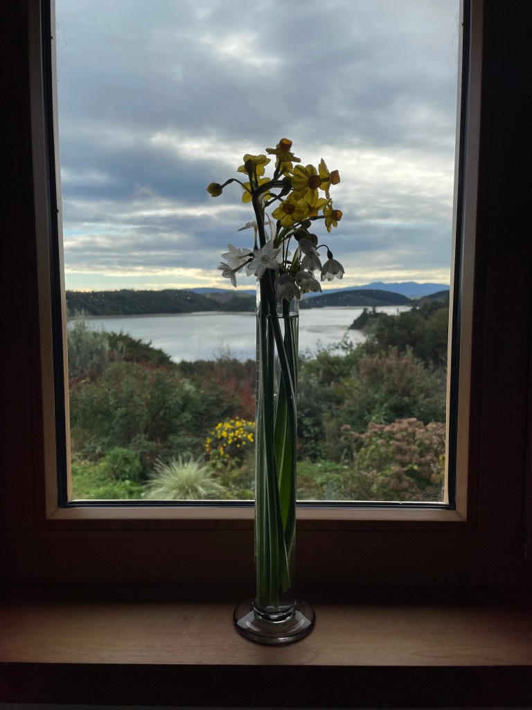 spring bulbs in a beaker by window