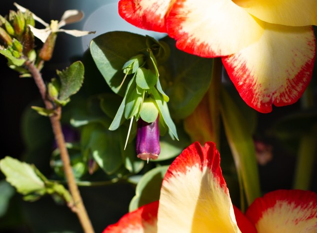 Cerinthe flower and leaves with miniature gladiolus